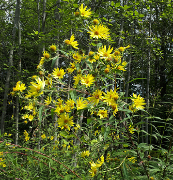 Giant (Tall) Sunflower / Helianthus giganteus