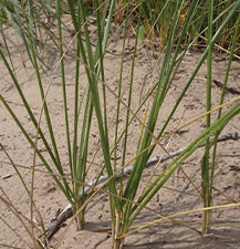 Beach Marram Grass / Ammophila breviligulata