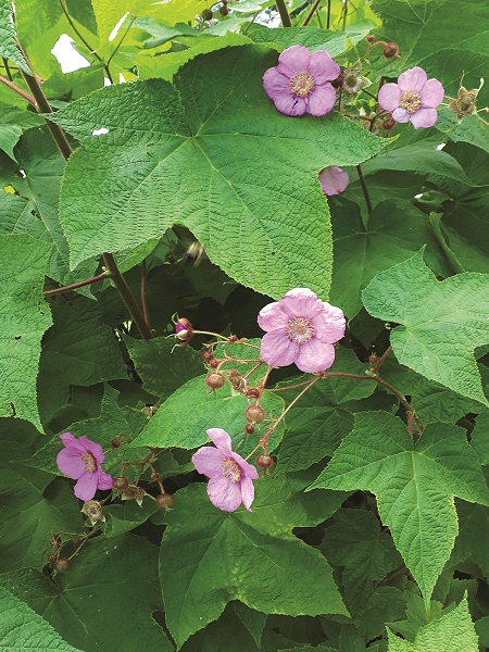 Purple Flowering Raspberry / Rubus odoratus