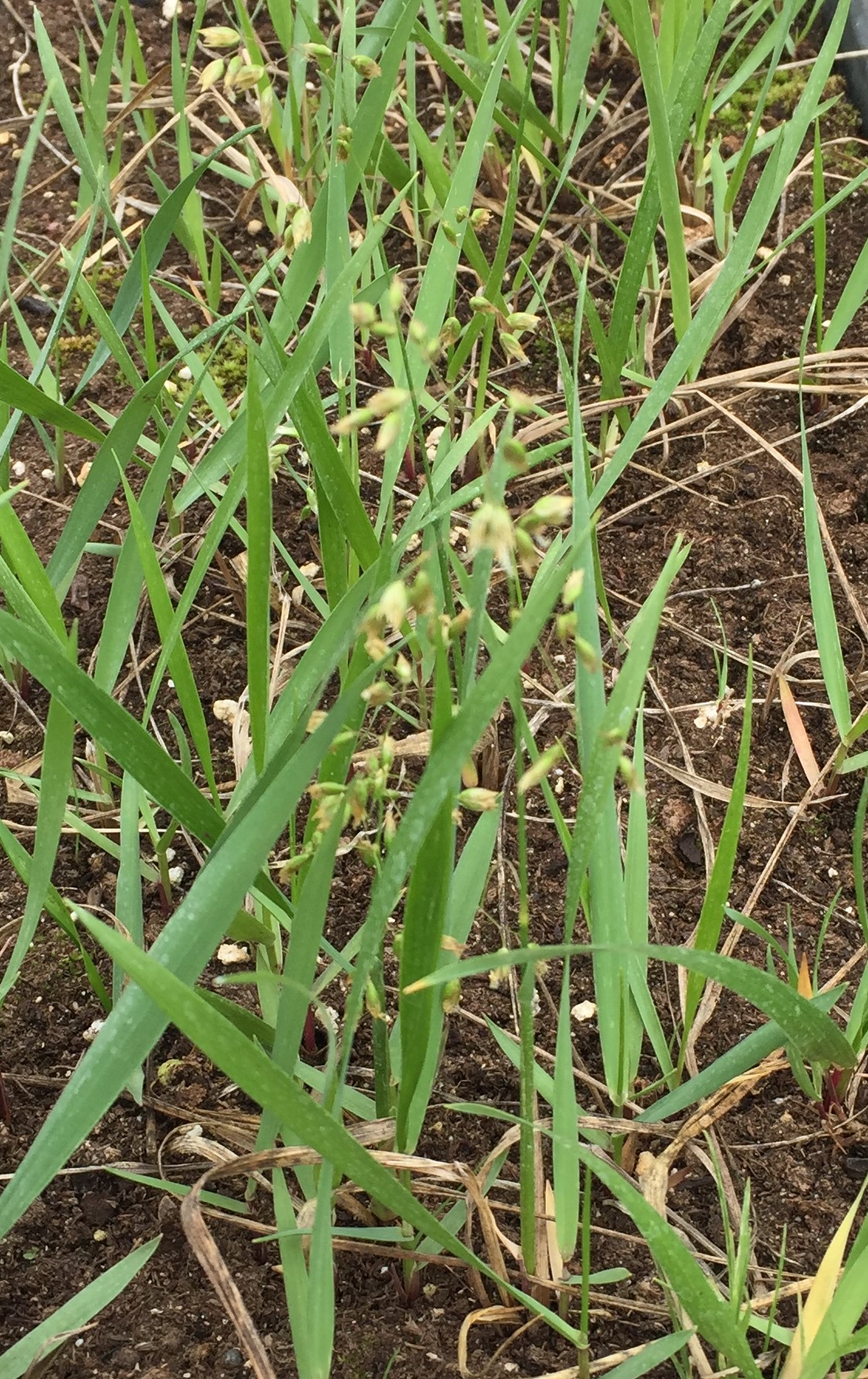 Sweet Grass / Hierochloe odorata
