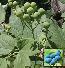 Blue Cohosh / Caulophyllum gigantium