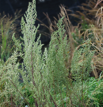 Tall Wormwood / Artemisia campestris