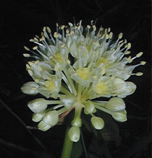 Wild Leek / Allium tricoccum