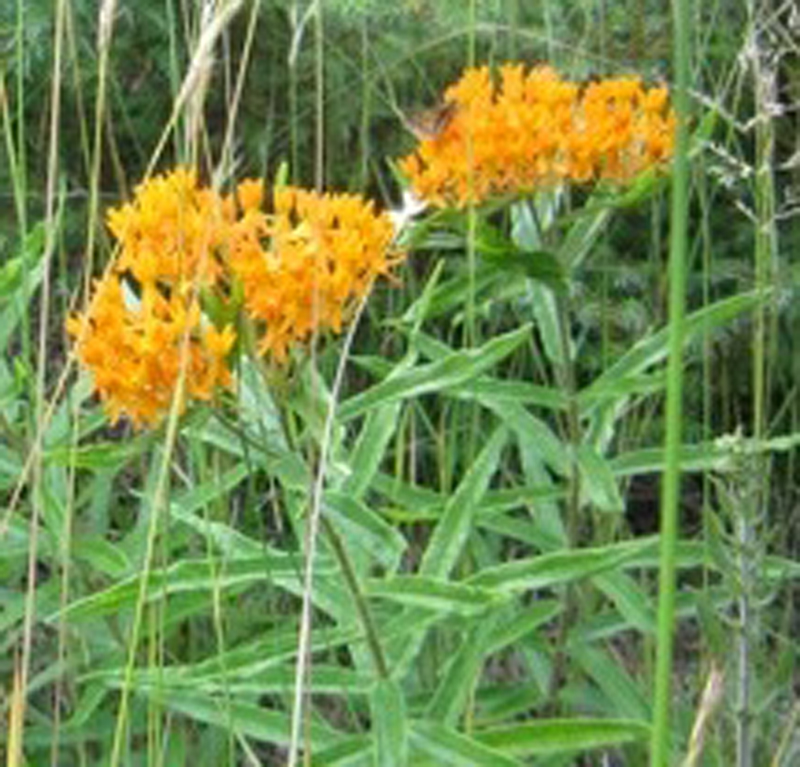 Butterfly Milkweed / Asclepias tuberosa