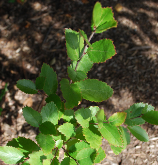 Dwarf Birch / Betula pumila