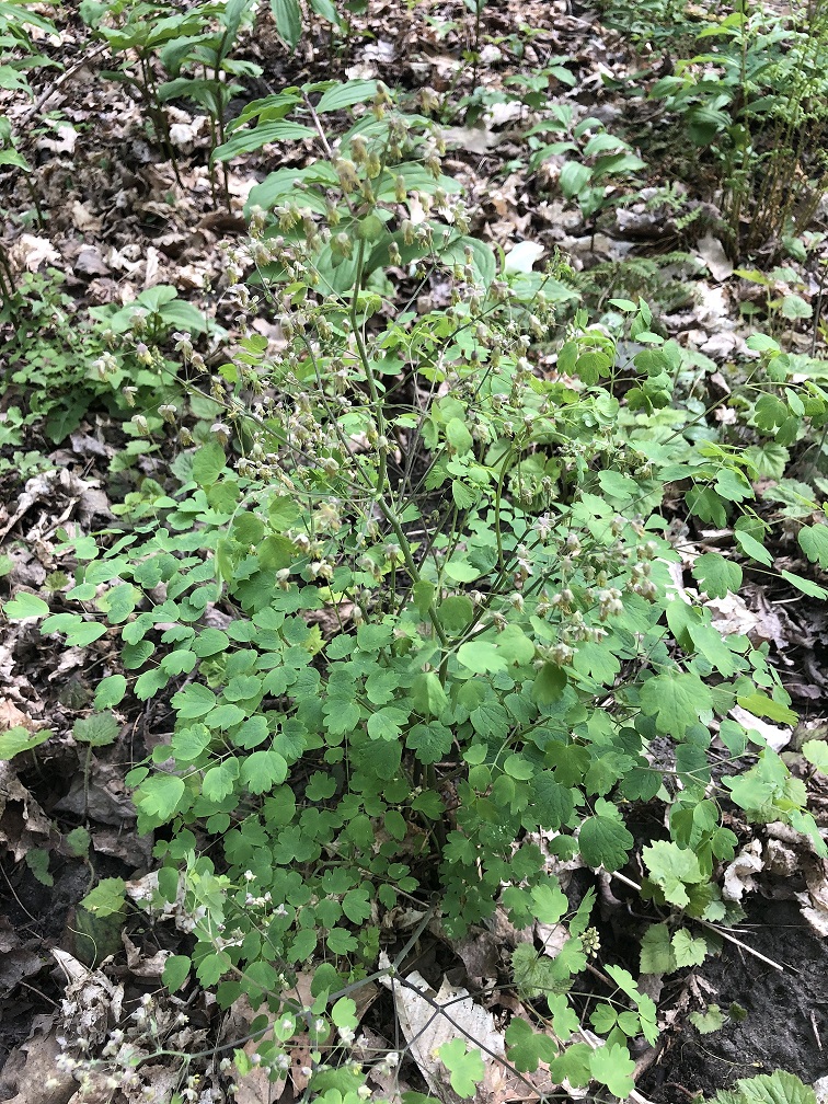 Early Meadow Rue / Thalictrum dioicum