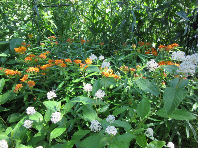 Butterfly Milkweed and New Jersey Tea