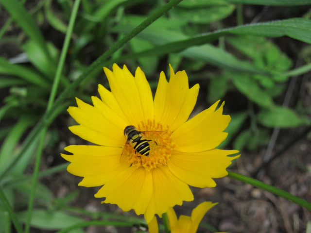 Native Plants in Claremont - Wildflower Kits