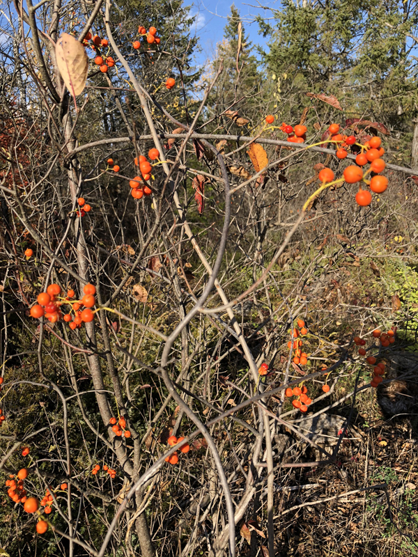 American Bittersweet / Celastrus scandens