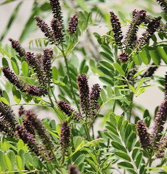 False Indigo / Amorpha fruticosa