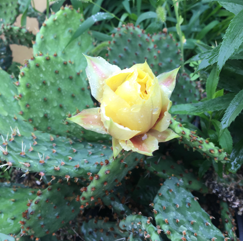 Eastern Prickly Pear Cactus / Opuntia humifusa