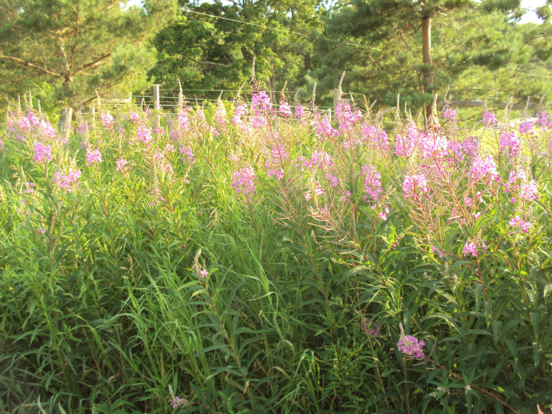 Fireweed / Chamaenerion angustifolium