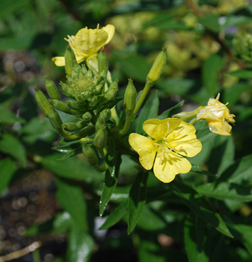 Evening Primrose / Oenothera biennis