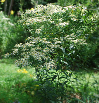 Flat-topped White Aster / Doellingeria umbellata