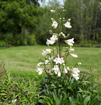 Foxglove Beardtongue / Penstemon digitalis