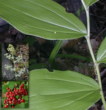 False Solomons Seal / Maianthemum racemosum
