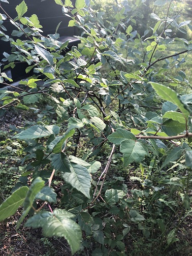 Fragrant Sumac / Rhus aromatica