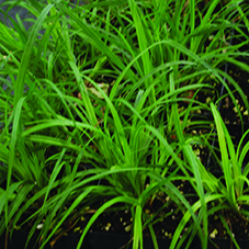 Fibrous-root Sedge  / Carex communis