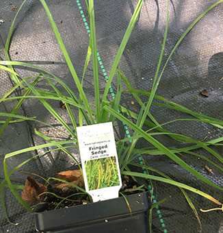 Fringed Sedge / Carex crinita