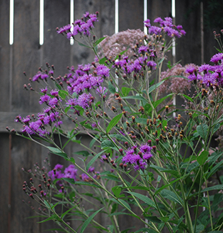 Giant Ironweed / Vernonia gigantea