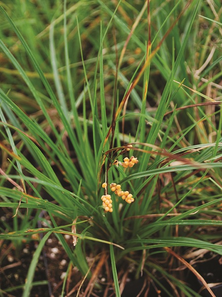 Gold Fruited Sedge