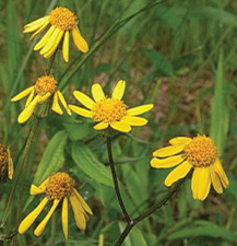 Golden Ragwort