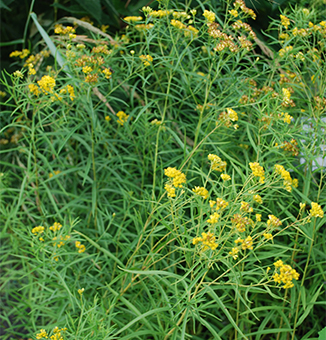 Grass-Leaved Goldenrod