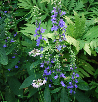 Great Blue Lobelia