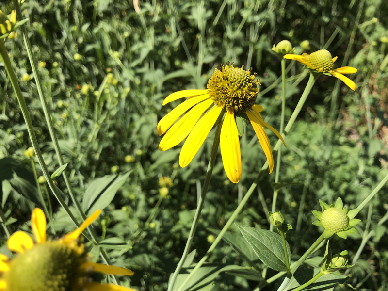 Green Headed Coneflower / Rudbeckia laciniata