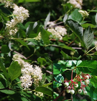 Grey Dogwood / Cornus racemosa