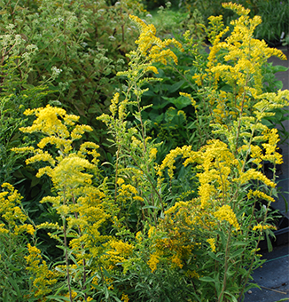 Grey Goldenrod / Solidago nemoralis