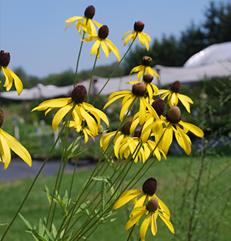 Grey Headed Coneflower / Ratibida pinnata