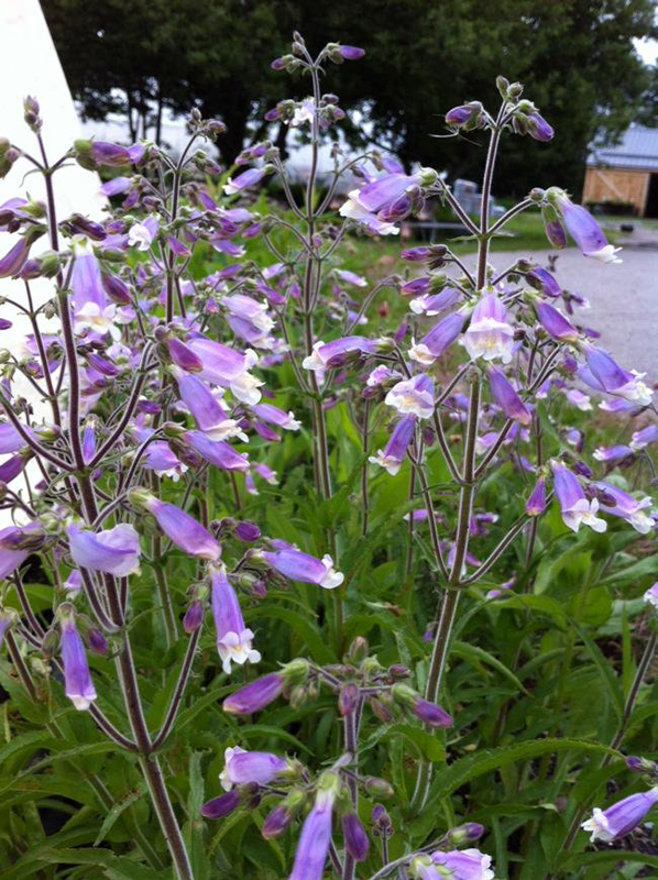 Hairy Beardtongue