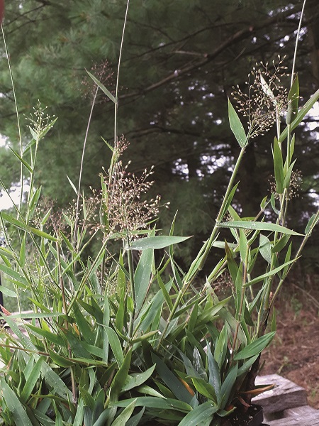 Hairy Panic Grass