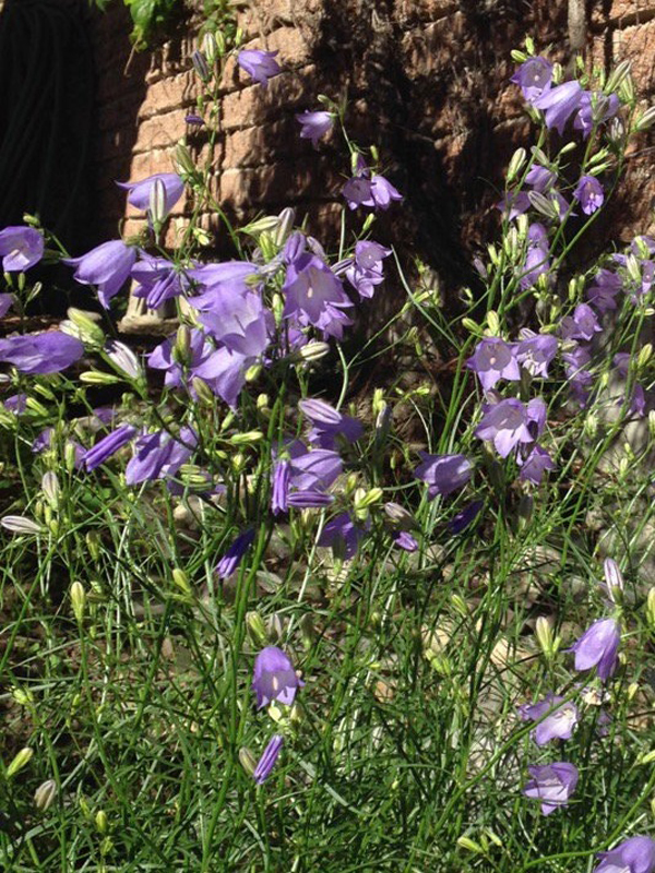 Harebell / Campanula rotundifolia