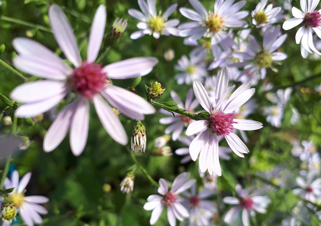 Heart-leaved Aster / Symphyotrichum cordifolium