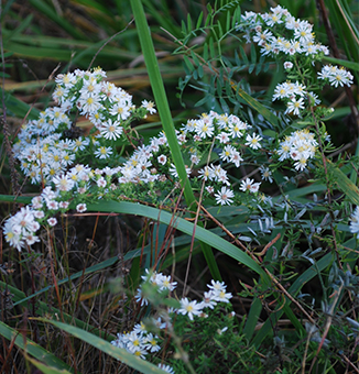 Heath Aster / Symphyotrichum ericoides