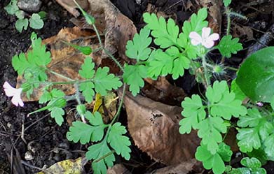 Herb Robert / Geranium robertianum