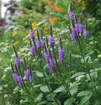 Hoary Vervain / Verbena stricta