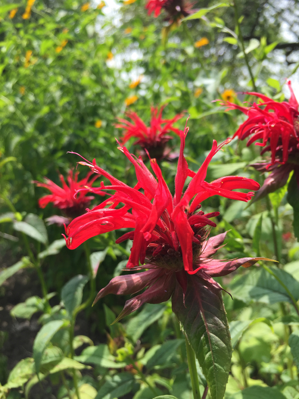 Bee Balm / Monarda didyma