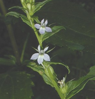 Indian Tobacco / Lobelia inflata