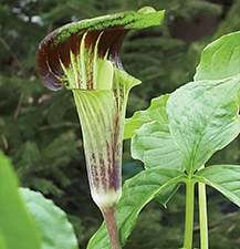 Jack-in-the-Pulpit / Arisaema tryphyllum