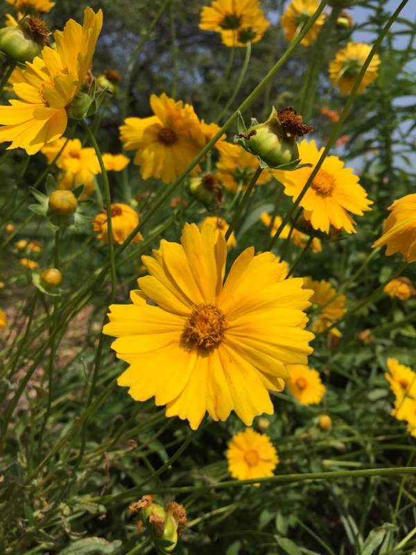 Lance-leaved Coreopsis