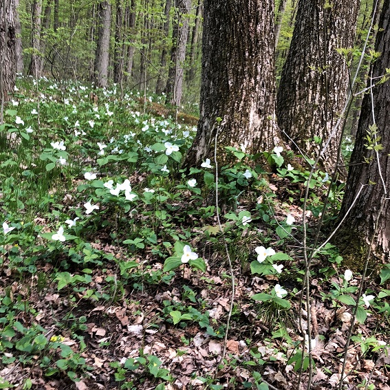 Large White Trillium / Trillium grandiflorum