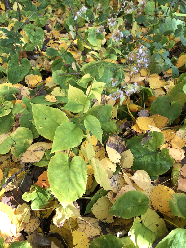 Large-leaved Aster / Eurybia macrophylia