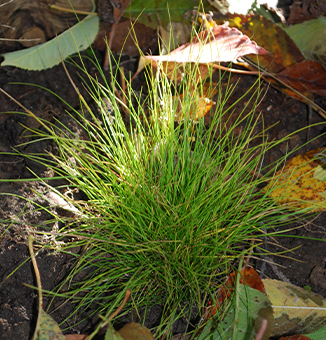 Ivory Sedge (Black Fruited Sedge) / Carex eburnea