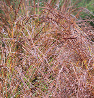 Little Bluestem / Schizachirium scoparium