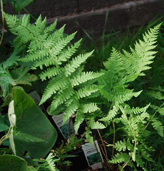 Lady Fern / Athyrium filix-femina