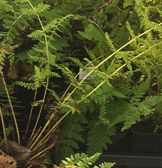 Berry Bladder Fern / Cystopteris bulbifera