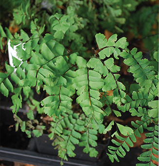 Maidenhair Fern / Adiantum pedatum